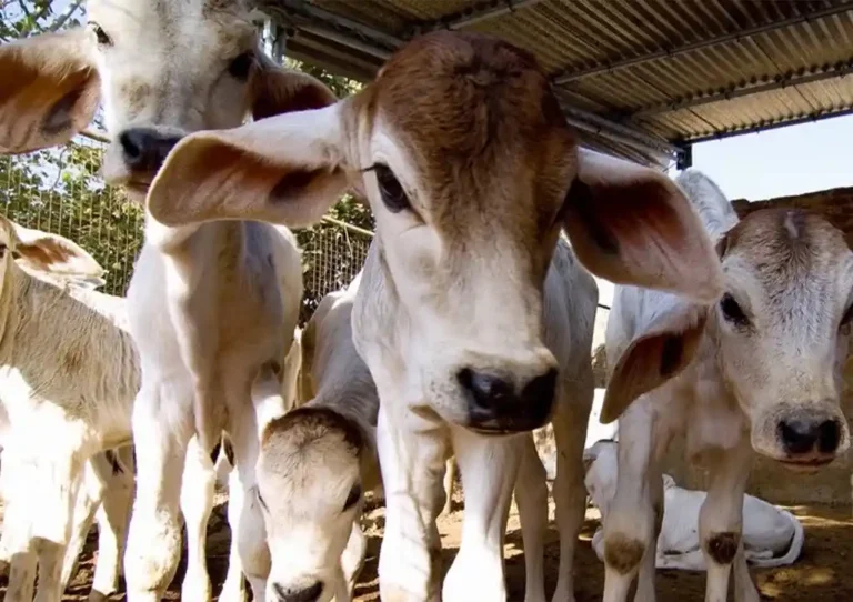 Gau Seva & Animal Welfare_3_Kinner Akhada